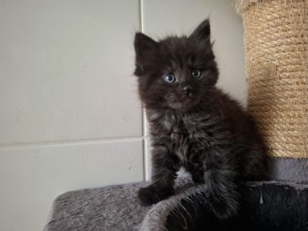 schwarze Kater (Kitten) mit Maine Coon Aussehen