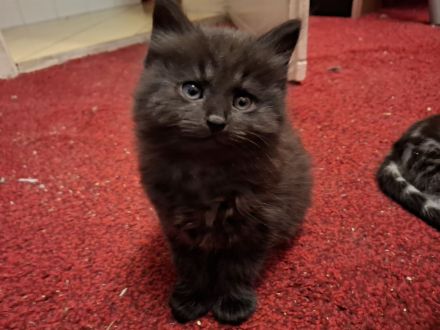 schwarze Kater (Kitten) mit Maine Coon Aussehen