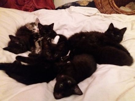 schwarze Kater (Kitten) mit Maine Coon Aussehen