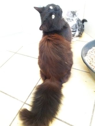 schwarze Kater (Kitten) mit Maine Coon Aussehen