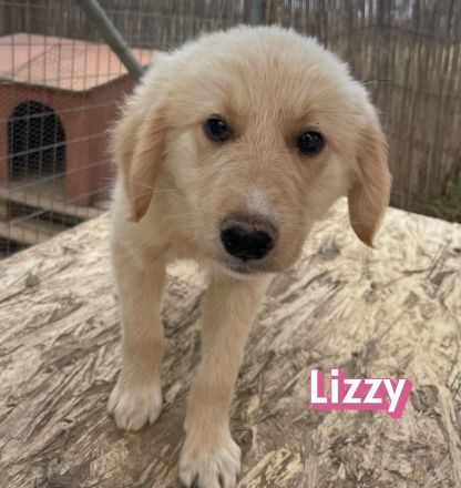 Leo, Lizzy, Lola und Luke, 02/26 - Hoffen auf eine Zukunft!