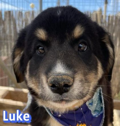 Leo, Lizzy, Lola und Luke, 02/26 - Hoffen auf eine Zukunft!