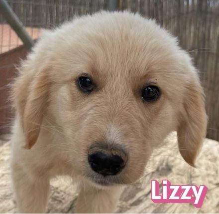 Leo, Lizzy, Lola und Luke, 02/26 - Hoffen auf eine Zukunft!