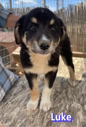 Leo, Lizzy, Lola und Luke, 02/26 - Hoffen auf eine Zukunft!