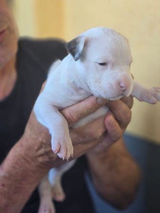 Dogo Argentino Xl bulli Welpen