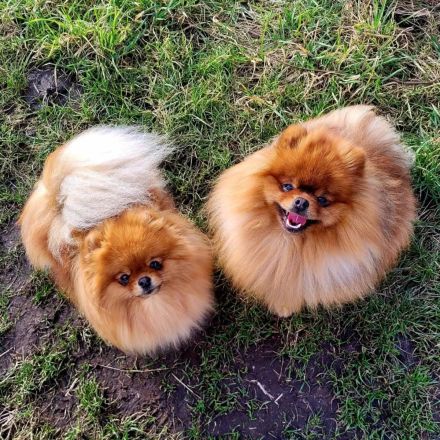 Pomeranian Welpen