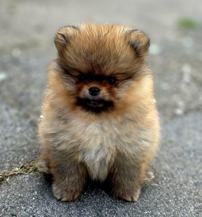 Pomeranian Welpen
