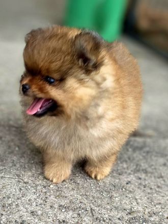 Pomeranian Welpen