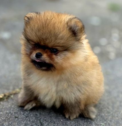 Pomeranian Welpen