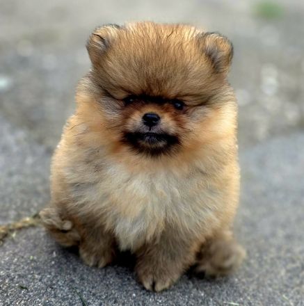 Pomeranian Welpen