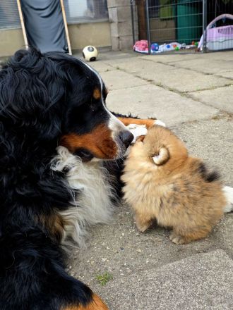 Pomeranian Welpen