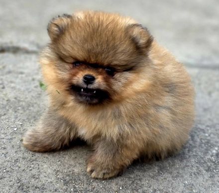 Pomeranian Welpen