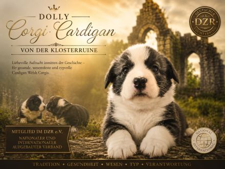 Welsh Corgi Welpen