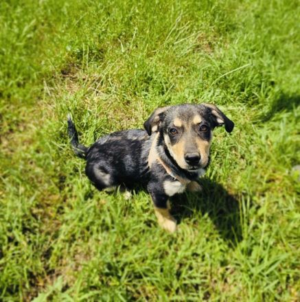 Dackel Pinscher Mix Rocky