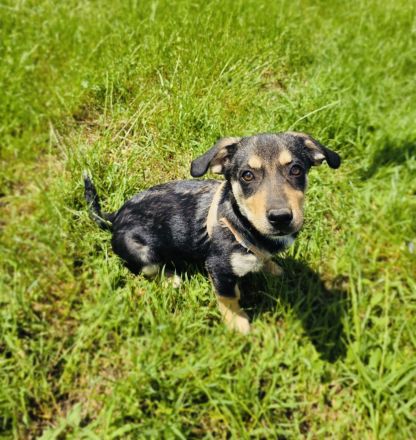 Dackel Pinscher Mix Rocky