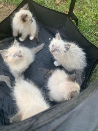 Wunderschöne ragdoll Kitten suchen ein liebevolles neues Zuhause.