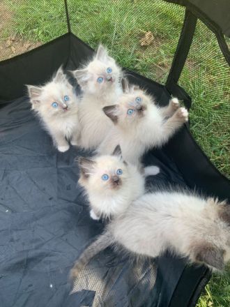 Wunderschöne ragdoll Kitten suchen ein liebevolles neues Zuhause.