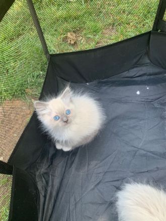 Wunderschöne ragdoll Kitten suchen ein liebevolles neues Zuhause.