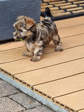 Yorkshire Terrier