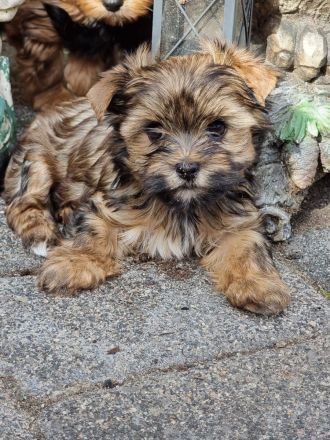 Yorkshire Terrier