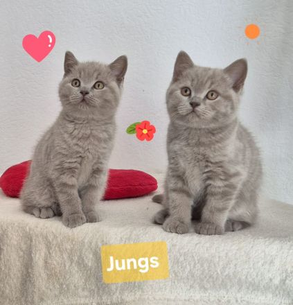 BKH Kitten