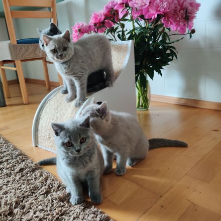 BKH Kitten