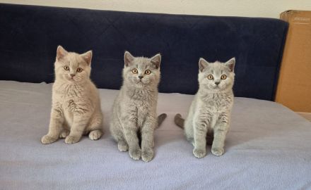 BKH Kitten