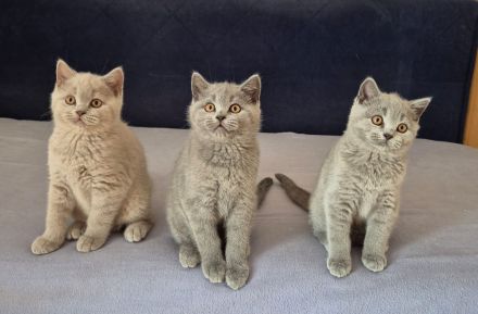 BKH Kitten