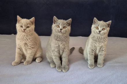 BKH Kitten