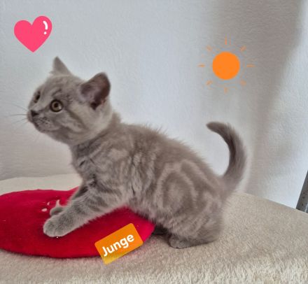 BKH Kitten