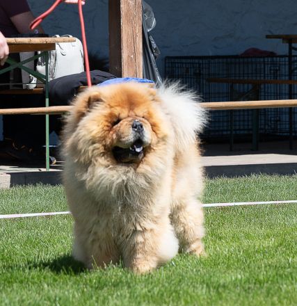 Chow Chow welpen mit Stammbaum (FCI züchter)