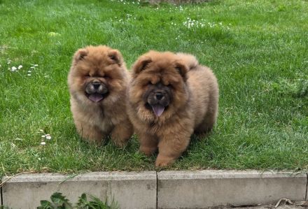 Chow Chow welpen mit Stammbaum (FCI züchter)