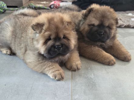 Chow Chow welpen mit Stammbaum (FCI züchter)