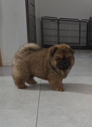 Chow Chow welpen mit Stammbaum (FCI züchter)