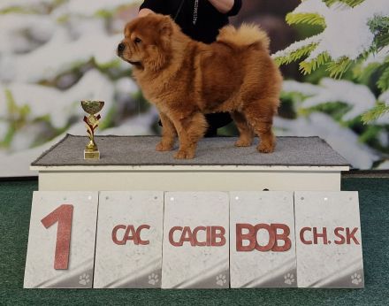 Chow Chow welpen mit Stammbaum (FCI züchter)