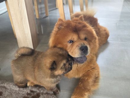 Chow Chow welpen mit Stammbaum (FCI züchter)