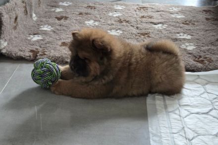 Chow Chow welpen mit Stammbaum (FCI züchter)