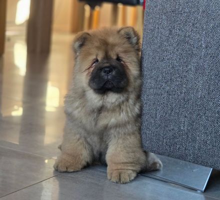 Chow Chow welpen mit Stammbaum (FCI züchter)
