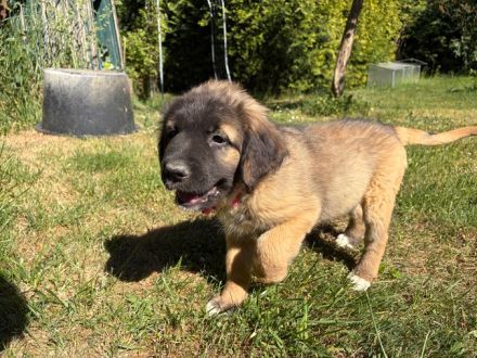 Süsse Leonberger Bernersennen Mix Welpen zu verkaufen. Mama Leonberger Papa Bernersennenmix