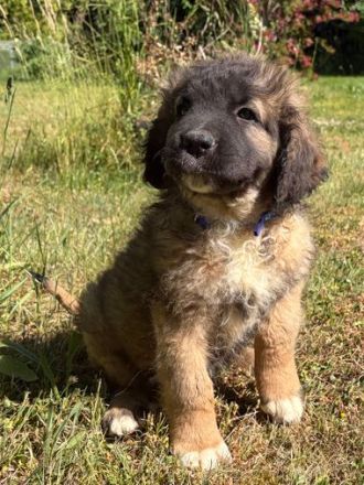 Süsse Leonberger Bernersennen Mix Welpen zu verkaufen. Mama Leonberger Papa Bernersennenmix