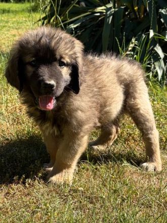 Süsse Leonberger Bernersennen Mix Welpen zu verkaufen. Mama Leonberger Papa Bernersennenmix