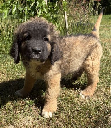 Süsse Leonberger Bernersennen Mix Welpen zu verkaufen. Mama Leo  Papa Bernersennenhund Mischling