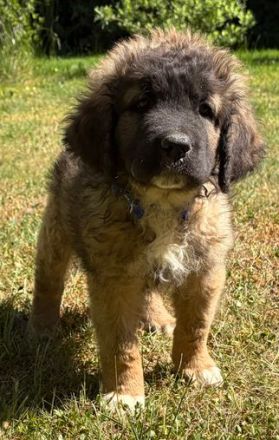 Süsse Leonberger Bernersennen Mix Welpen zu verkaufen. Mama Leonberger Papa Bernersennenmix