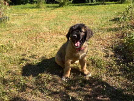 Süsse Leonberger Bernersennen Mix Welpen zu verkaufen. Mama Leonberger Papa Bernersennenmix