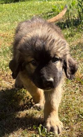 Süsse Leonberger Bernersennen Mix Welpen zu verkaufen. Mama Leonberger Papa Bernersennenmix