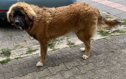 Süsse Leonberger Bernersennen Mix Welpen zu verkaufen. Mama Leonberger Papa Bernersennenmix