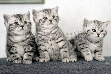 Wurfankündigung BKH Silver Tabby aus HCM geschallte Linien, PKD negativ getestet, mit Thermochip