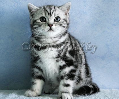 Wurfankündigung BKH Silver Tabby aus HCM geschallte Linien, PKD negativ getestet, mit Thermochip