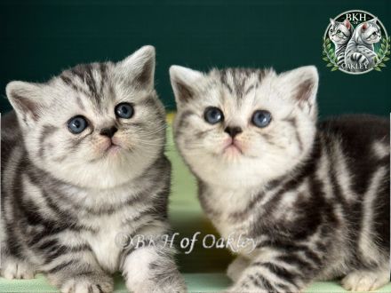 Wurfankündigung BKH Silver Tabby aus HCM geschallte Linien, PKD negativ getestet, mit Thermochip