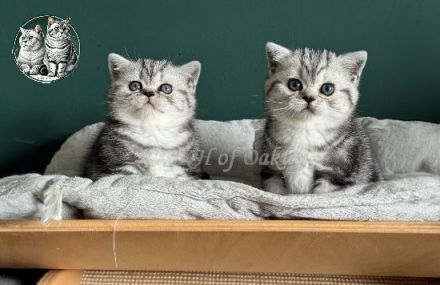 Wurfankündigung BKH Silver Tabby aus HCM geschallte Linien, PKD negativ getestet, mit Thermochip